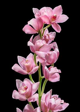 Pink Orchid Stems