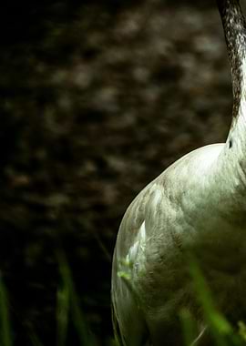 Close-up of a Heron's Neck and Body
