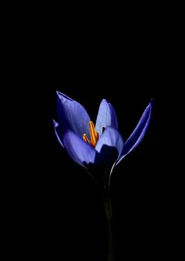 Blue Crocus Flower on Black Background