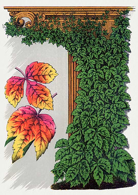 Autumn Leaves and Ivy Arch