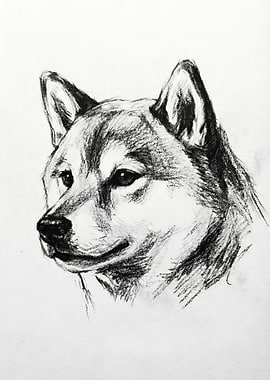 Charcoal Sketch of a Shiba Inu Dog