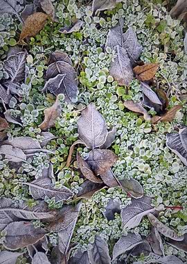 Frosted Leaves on Greenery