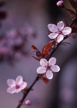 Delicate Pink Cherry Blossoms on Branch