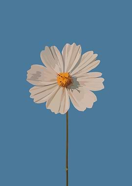 White Cosmos Flower on Blue Background