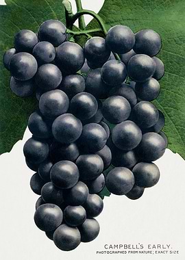 Campbell's Early Grapes