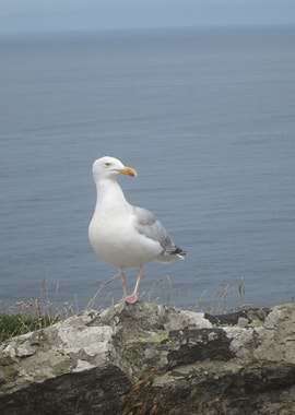 Seagull on a rocky outcrop by the sea