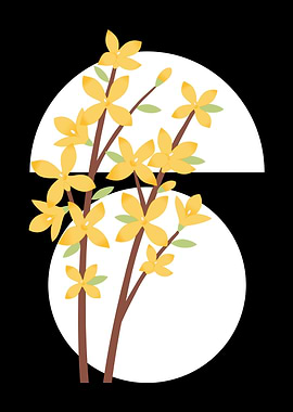 Yellow Forsythia Flowers on Black and White Background