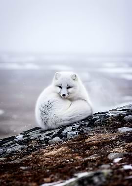 Arctic Fox Curled Up on Rock