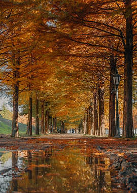 Autumn Tree Lined Path with Puddles