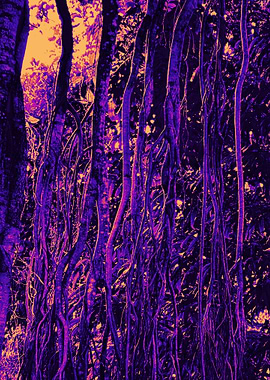 Mystical Forest with Hanging Roots