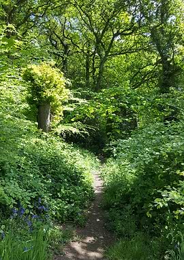 Sunlit Forest Path with Bluebells