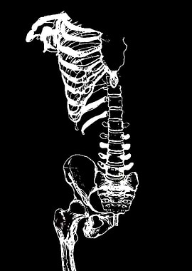 Skeleton Ribcage and Pelvis Illustration