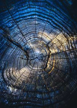 Close-up of a Tree Ring Pattern
