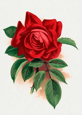 Vintage Red Rose Illustration