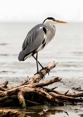 Heron perched on driftwood