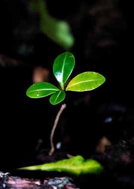 Young Plant Sprout in Dark Soil