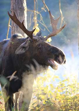 Moose in the Morning Sun