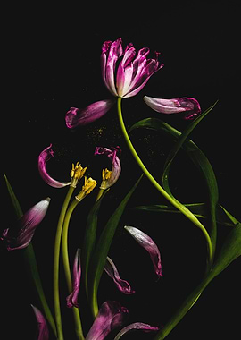 Wilting Pink Tulips on Black Background