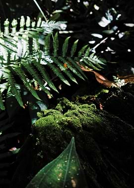 Mossy log and fern in forest