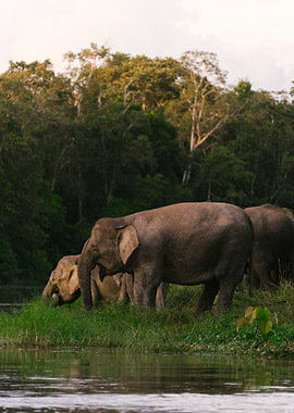Elephants by the Water