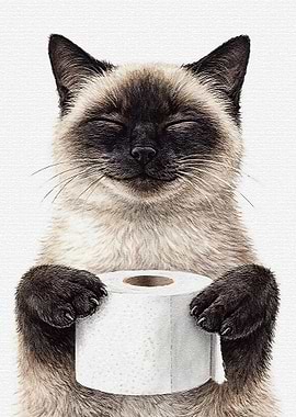 Siamese Cat Holding Toilet Paper