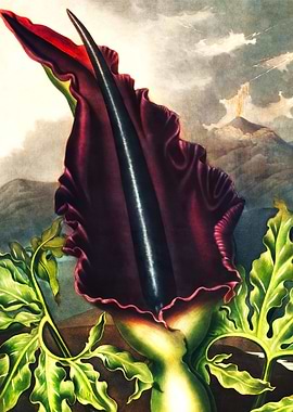 The Dragon Arum Flower