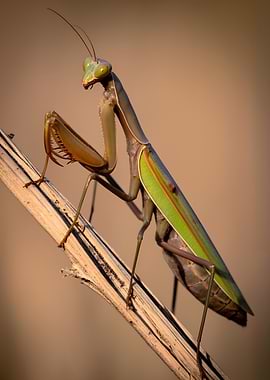 Praying Mantis on a Twig