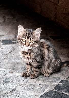 Fluffy Tabby Kitten in Istanbul