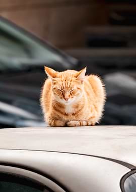 Orange Cat Resting on Car