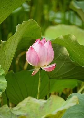 Pink Lotus Flower Among Green Leaves