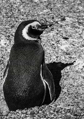 Penguin on a Pebble Beach