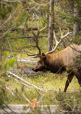 Elk in a Forest
