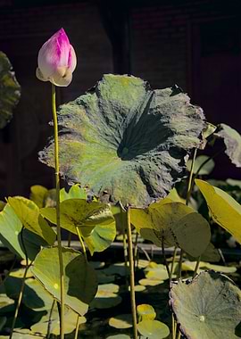 Lotus Bud and Leaves - Vietnam