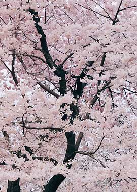 Cherry Blossom Tree in Bloom