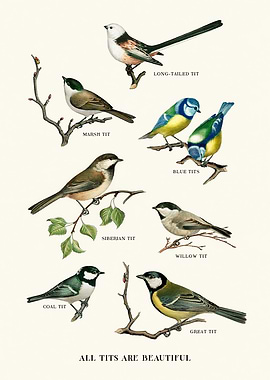 All Tits Are Beautiful