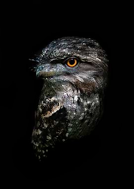 Tawny Frogmouth Bird Portrait