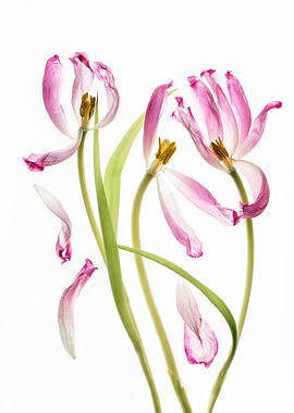 Wilting Pink Tulips