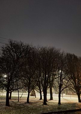 Bare Trees in Winter at Night