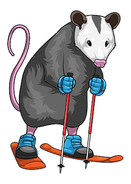 Opossum Skier Ski