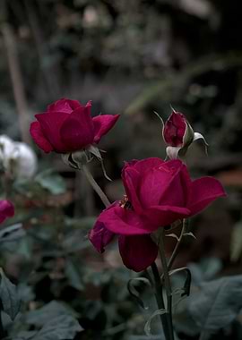 Deep Red Roses in Garden - Vietnam