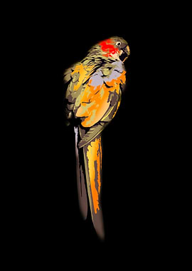 Colorful Parrot on Black Background