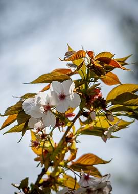Cherry Blossoms in Spring Sunlight