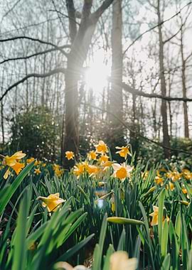 Sunlit Daffodils in a Forest