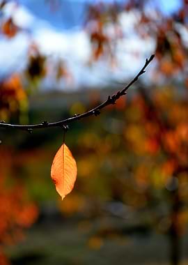 Minimal Autumn Poetry