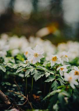 White Anemone Flowers in Bloom