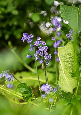 Bluebells in a Lush Garden