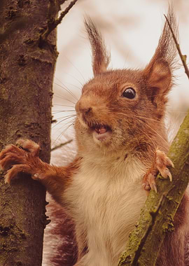 Silly Red Squirrel on Tree Branch