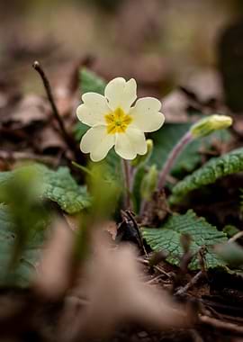 Yellow Primrose Flower in Forest