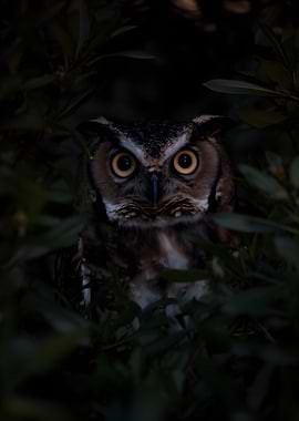 Great Horned Owl in Foliage