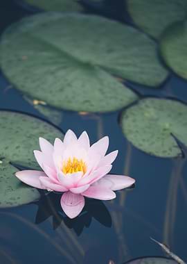 Pink Water Lily in Dark Water